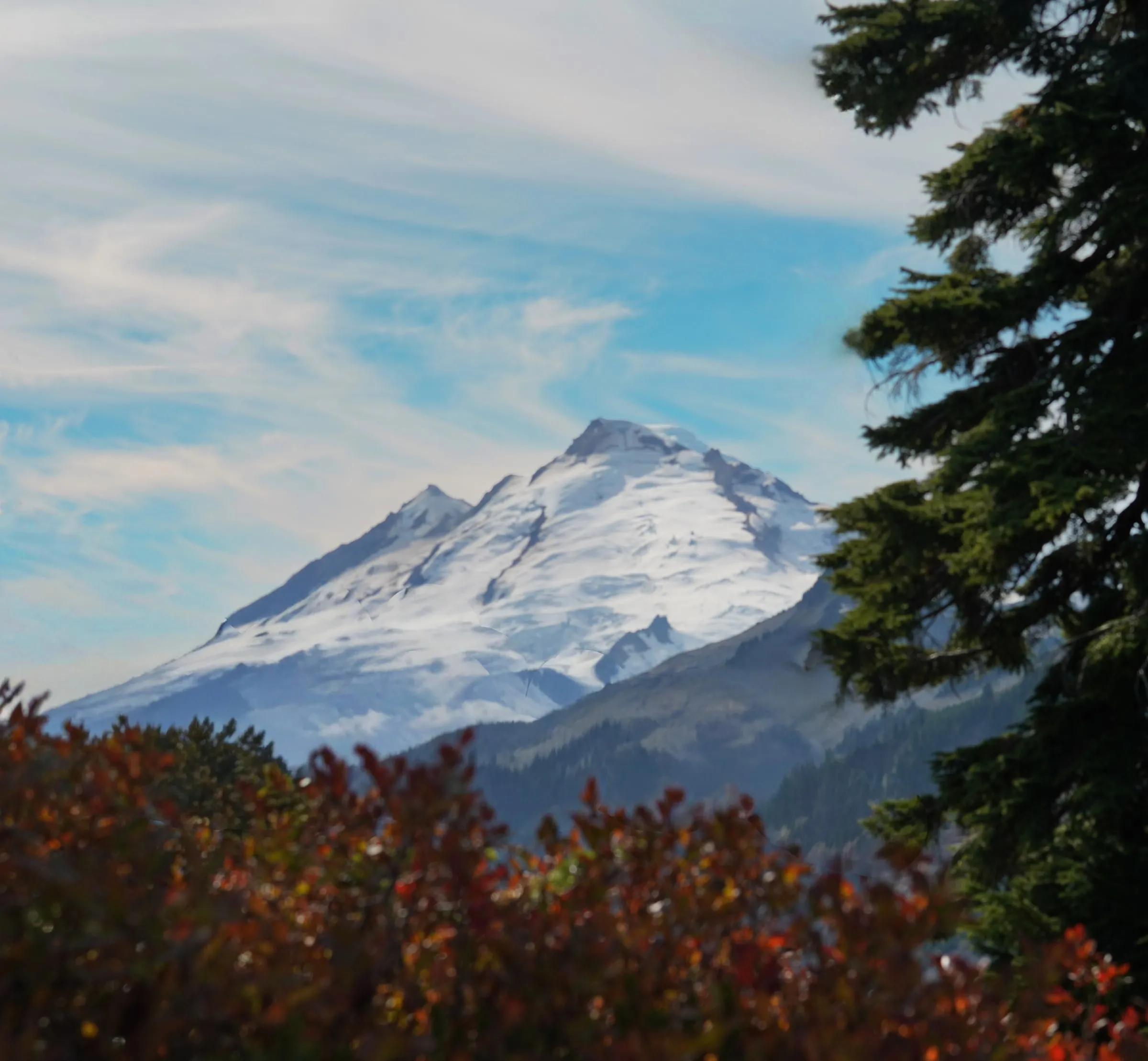 Mount Baker under streaks of cloud, framed by a fir tree and red autumn blueberry bushes
