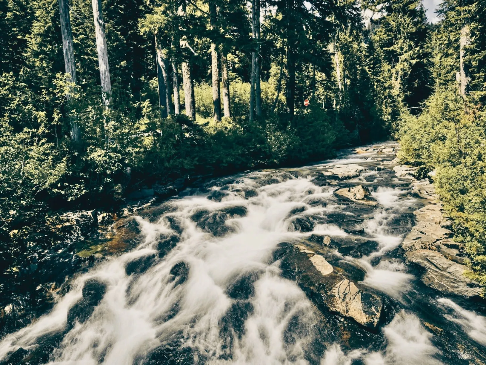 A stream rushing over dark rocks through an old-growth forest
